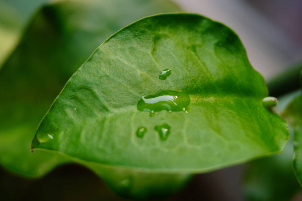 water drop on a green patel of leaf - Foto, Imagem