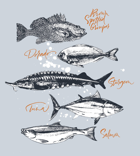 Atún, salmón, mero, esturión, dorado
 - Vector, imagen