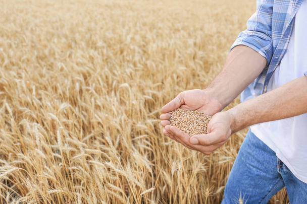 Agriculteur mâle avec tas de grains de blé dans le champ
 - Photo, image