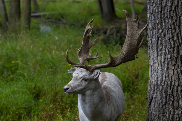 De braak Deer (Dama dama) is een inheemse soort in Europa. - Foto, afbeelding