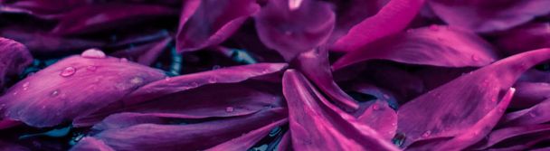Fondo floral abstracto, pétalos de flores moradas en agua
 - Foto, imagen