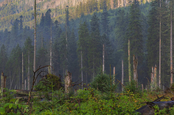 Срубленные и разбитые деревья в горах Татр
 - Фото, изображение