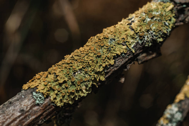 Крупним планом гриб на старій гілці дерева. Перегляд макросів
. - Фото, зображення