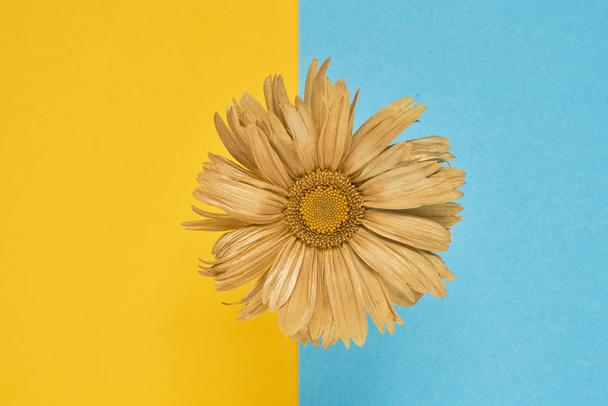 Golden colour flower. Golden Daisy flower on yellow-blue background. Top view, copy space. - Photo, Image