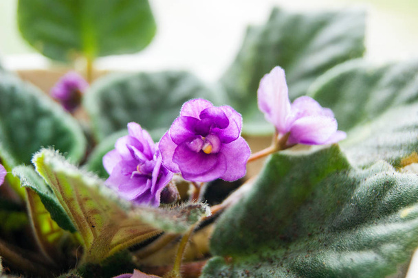 Flores de interior. Violeta lila en el alféizar
. - Foto, Imagen