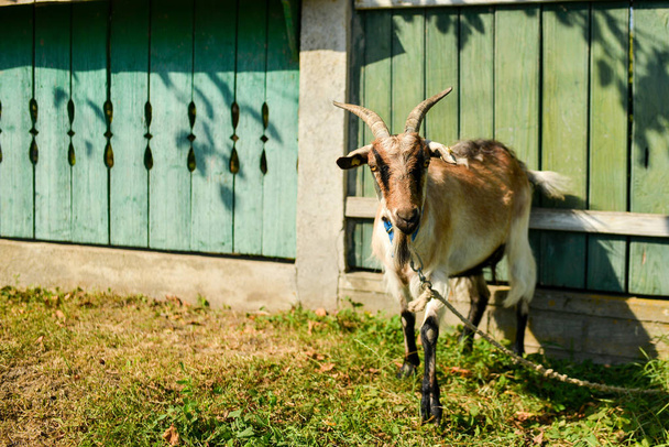goat near the fence - Фото, изображение