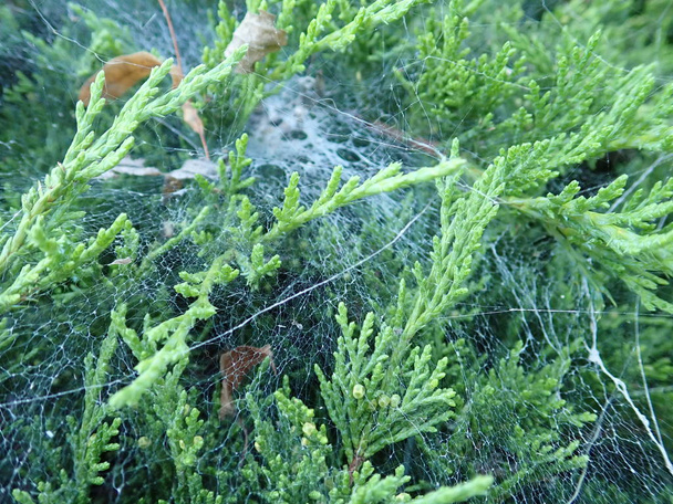  павутина на зеленій гілці
 - Фото, зображення