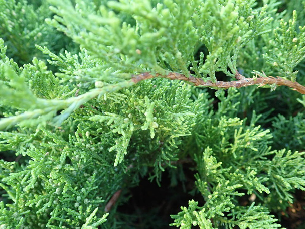  detalle de una rama verde de enebro
 - Foto, Imagen
