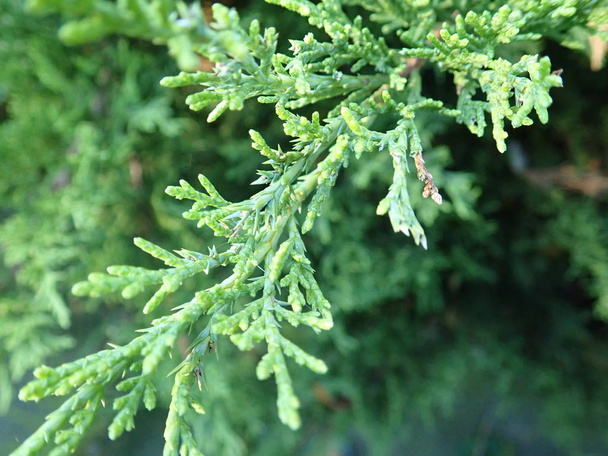  detalhe de um ramo verde de árvore de zimbro
 - Foto, Imagem