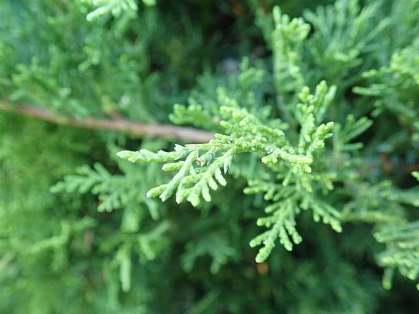  detail van een groene tak van de jenever boom - Foto, afbeelding
