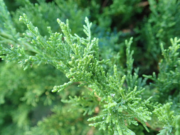  detail of a green branch of juniper tree - Photo, Image