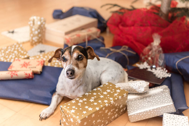 クリスマス犬 - ジャック・ラッセル・テリア - 写真・画像