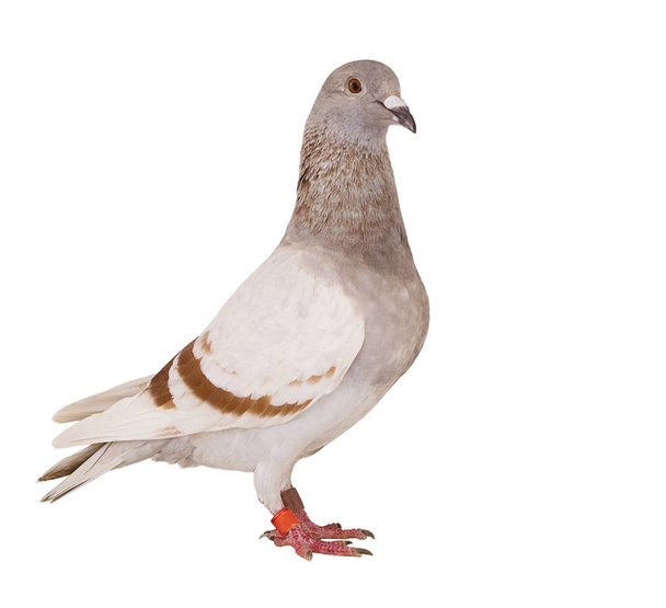 pluma harinosa de pájaro paloma mensajera aislado fondo blanco
 - Foto, Imagen