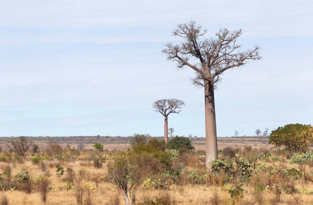 Baobab δέντρα την ηλιόλουστη μέρα στη Μαδαγασκάρη - Φωτογραφία, εικόνα