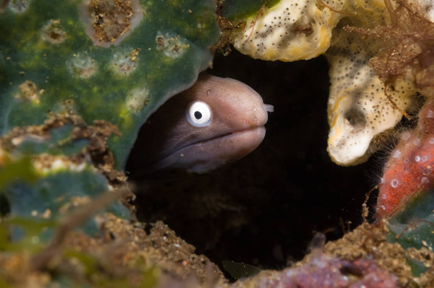 cara de anguila morena con ojos blancos - Foto, imagen