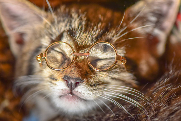 Kabarık bir safkan kedi portresi - Fotoğraf, Görsel