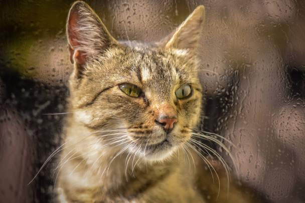 Kabarık bir safkan kedi portresi - Fotoğraf, Görsel