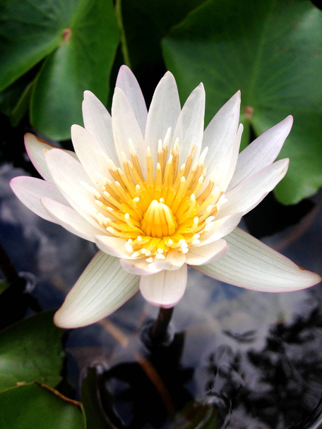 Close-up top view white lotus flower is blooming and outstanding in pond. - Photo, Image