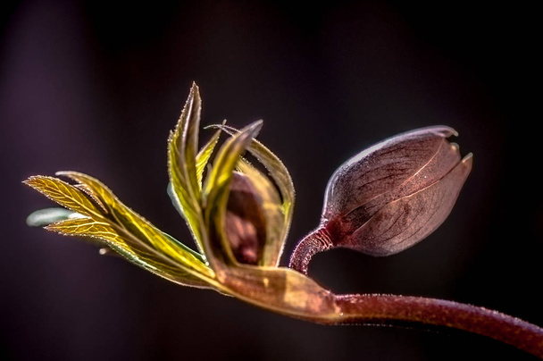 Wildblumen-Makroschuss - Foto, Bild