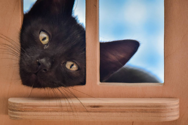 Kabarık safkan bir kedi yavrusu portresi - Fotoğraf, Görsel