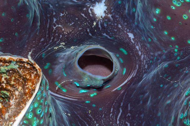 Giant clam abstract macro Philippines - Fotoğraf, Görsel
