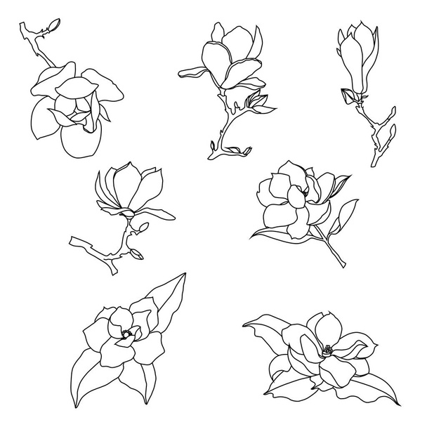 Set of contour drawings of magnolia flowers on a white backgroun - Vecteur, image