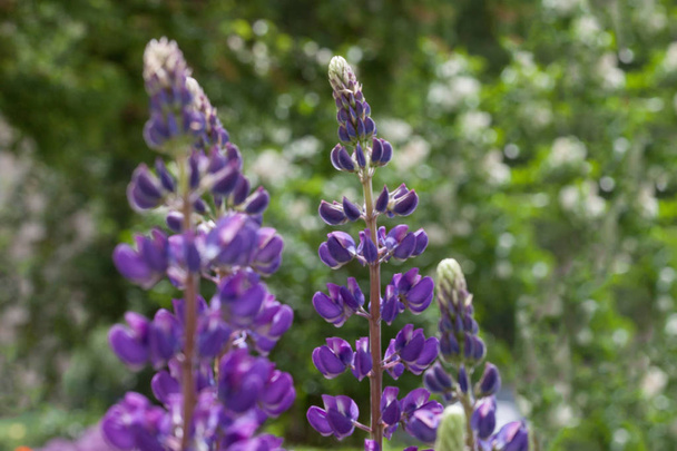 Group of violet lupins are growing in the spring garden. Lupinus perennis. Close up. - Fotoğraf, Görsel