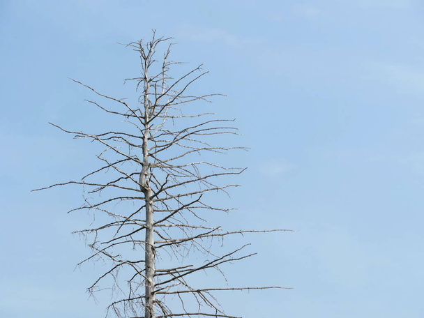 toter trockener Baum niedriger Winkel gegen den blauen Himmel niedriger Blickwinkel - Foto, Bild