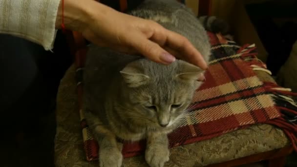 A large beautiful gray pregnant cat sits on chair and her gently strokes a female hand - Footage, Video