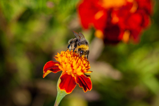 Včela sbírá med od zářivě oranžové Tagetes s květinou Close-u - Fotografie, Obrázek