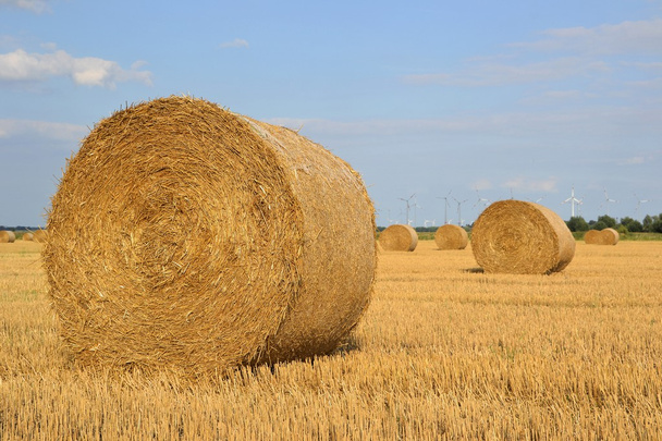 Pacas redondas de paja en un campo cosechado
 - Foto, Imagen
