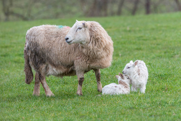 Brecon Beacons ewe with two lambs - Zdjęcie, obraz