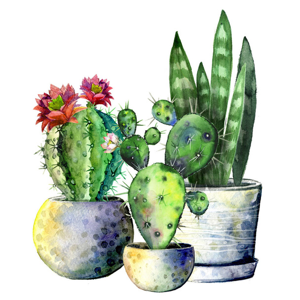 The composition of the three cacti in pots. Isolate on white background. Watercolor hand drawn illustration - Fotoğraf, Görsel
