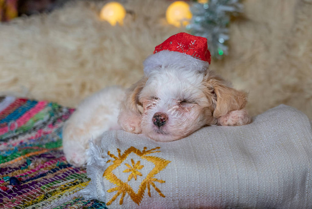 Kínai Crested Powderpuff kutya alszik karácsonyi kalap - Fotó, kép