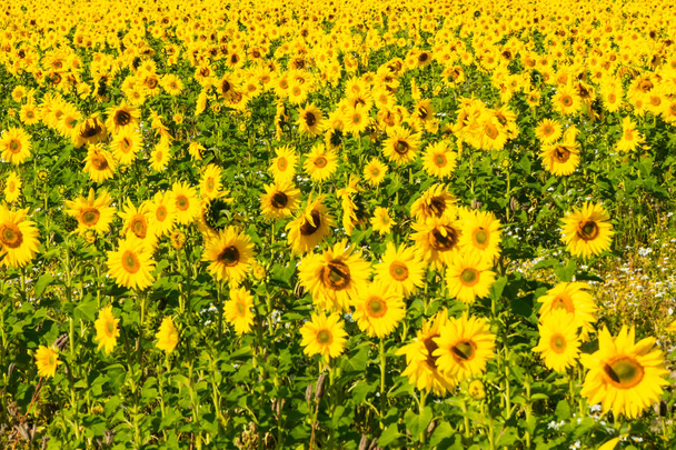 Campo de girasoles florecientes en el soleado día de verano
 - Foto, imagen