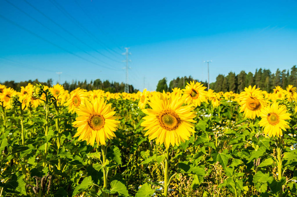 pole kvetoucích slunečnic na pozadí modré oblohy - Fotografie, Obrázek