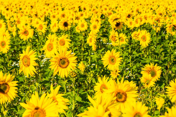Pole kvetení slunečnic za slunného letního dne - Fotografie, Obrázek