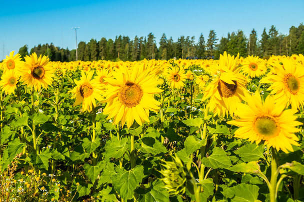 pole kvetoucích slunečnic na pozadí modré oblohy - Fotografie, Obrázek