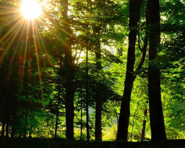 Woodland Sunrise - Фото, изображение