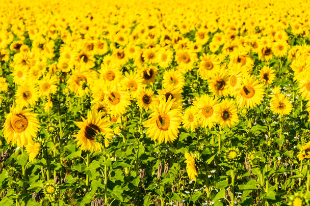 Feld blühender Sonnenblumen an sonnigen Sommertagen - Foto, Bild