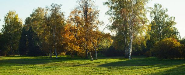 Green grass in the meadow and autumn trees on a sunny day - Fotó, kép