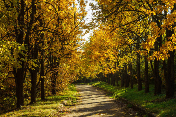 Yellow autumn trees on the alley in the park - Fotó, kép