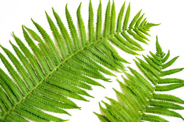 Sfondo da foglie di felce verde su una superficie bianca
 - Foto, immagini