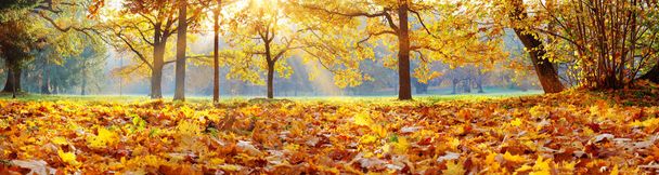 trees in the park in autumn on sunny day - Photo, Image