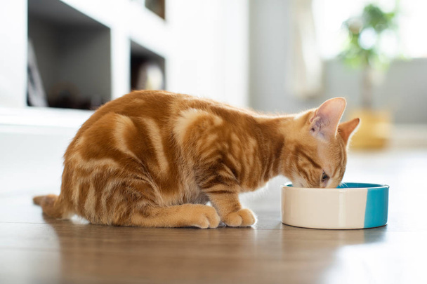 Pet Ginger Cat Eating Food From Bowl At Home - Фото, зображення