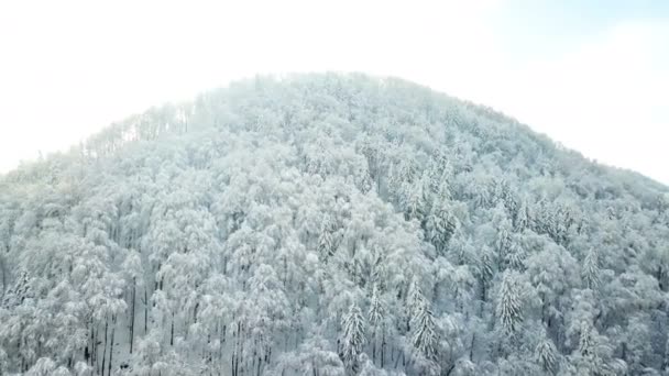 Kışın beyaz ormanlar. Doğa gerçekten güzel ve beyaz. - Video, Çekim