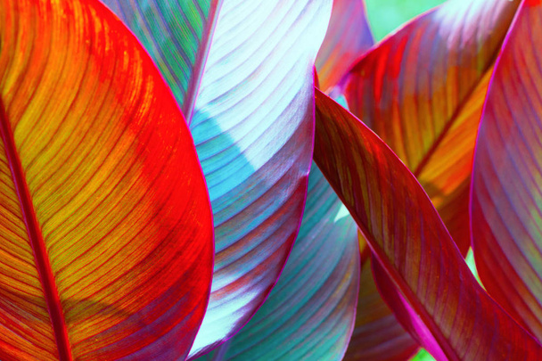 background, colorful, leaves, illuminated, by, sun, large shot, macro - Фото, изображение