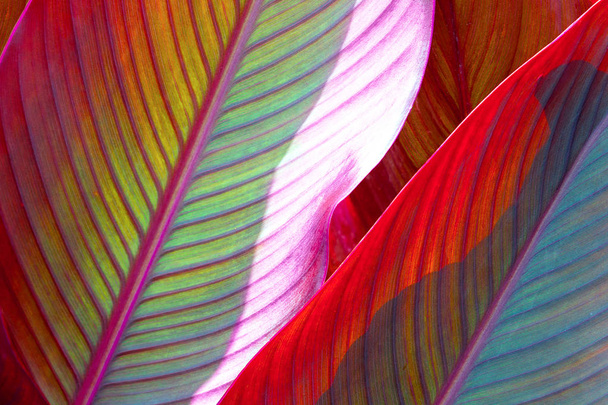background, colorful, leaves, illuminated, by, sun, large shot, macro - Valokuva, kuva