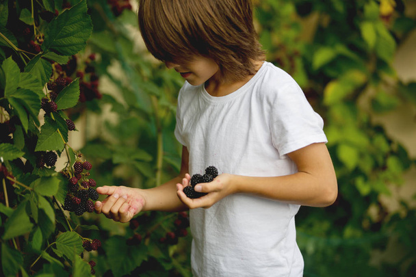 Happy child, holding blackberries in garden - Foto, Imagen
