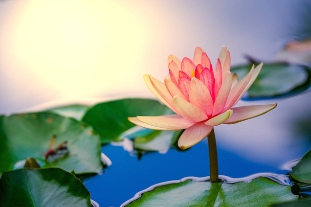 bonito rosa waterlily ou flor de lótus na lagoa. - Foto, Imagem